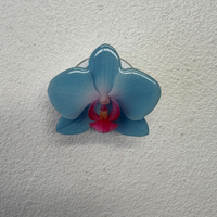 Blue Moon Flower Grip